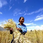 Market research: China agribusiness