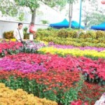 Rapid Development of the Flower Industry in China
