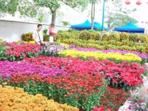 Rapid Development of the Flower Industry in China