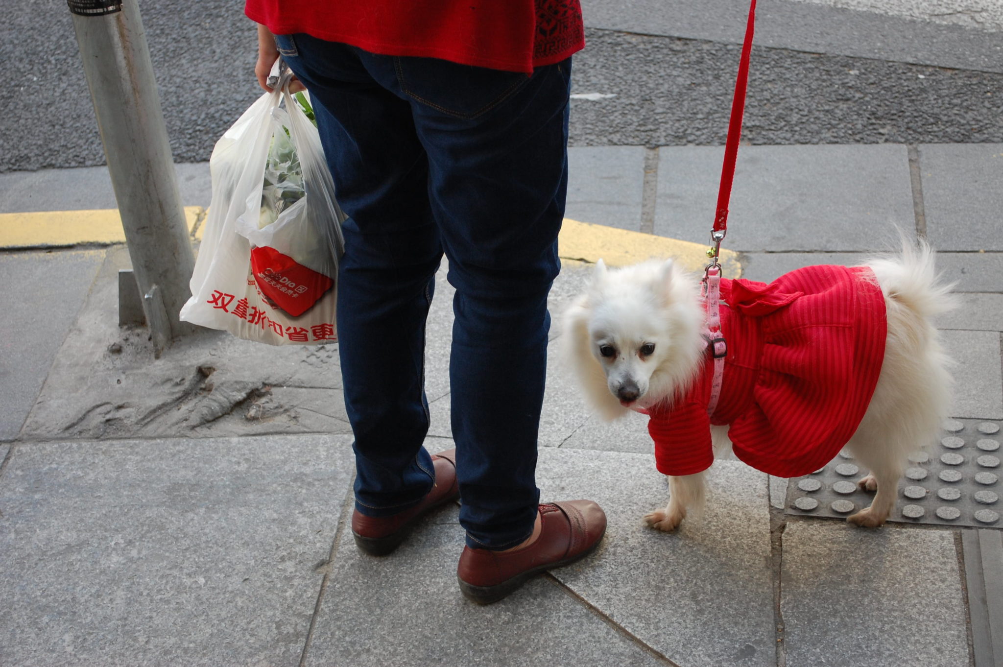 The Chinese Pet Market: Promising Sub-Segments