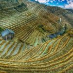 Moving towards sustainable agricultural commodities in China: PRC can lead the way for emerging markets | Daxue Consulting
